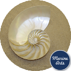 8472 - Nautilus Pearl - Half Cut - AAA Feature